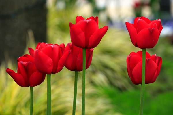 Comment ies-ve et sefaira optimisent la conception énergétique des maisons