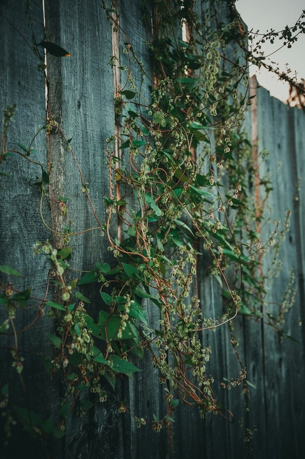 Clôture végétale naturelle: avantages et choix
